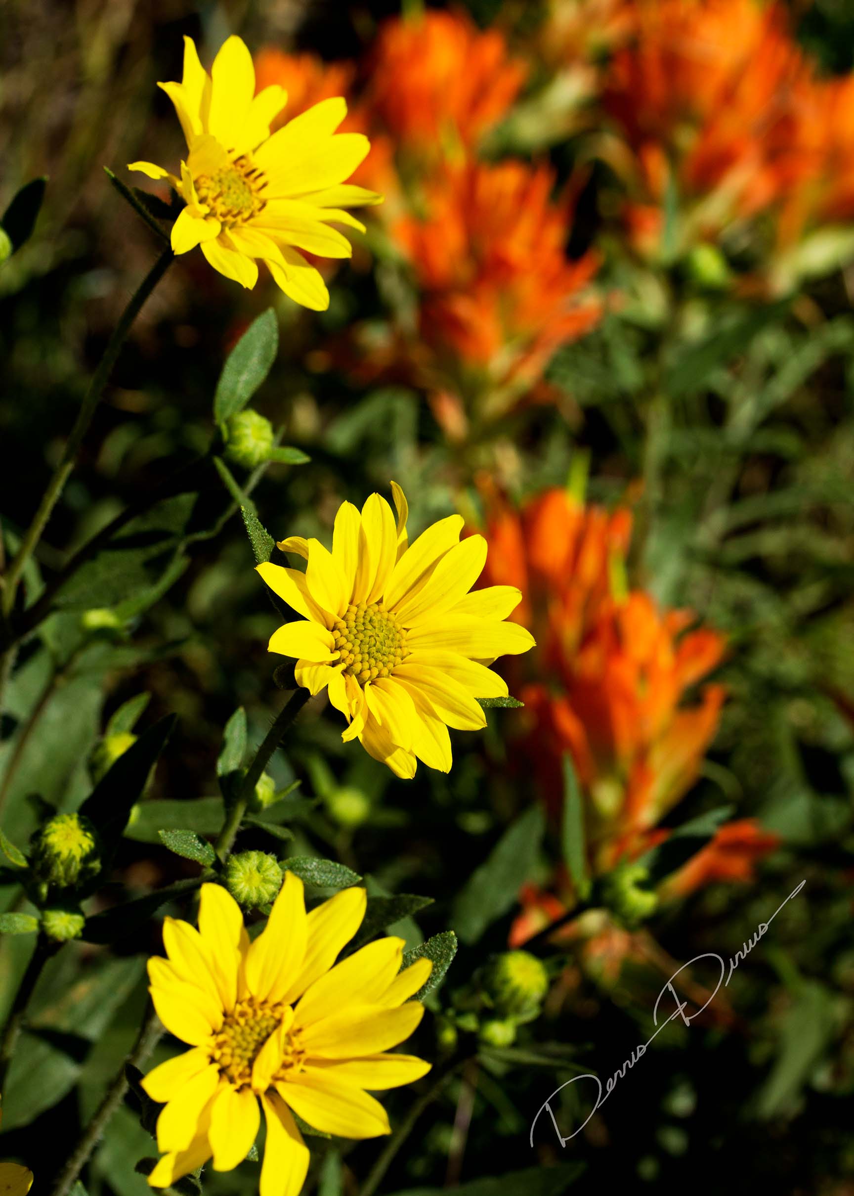 2015-0701-0056-GreenMountainFlowers.jpg