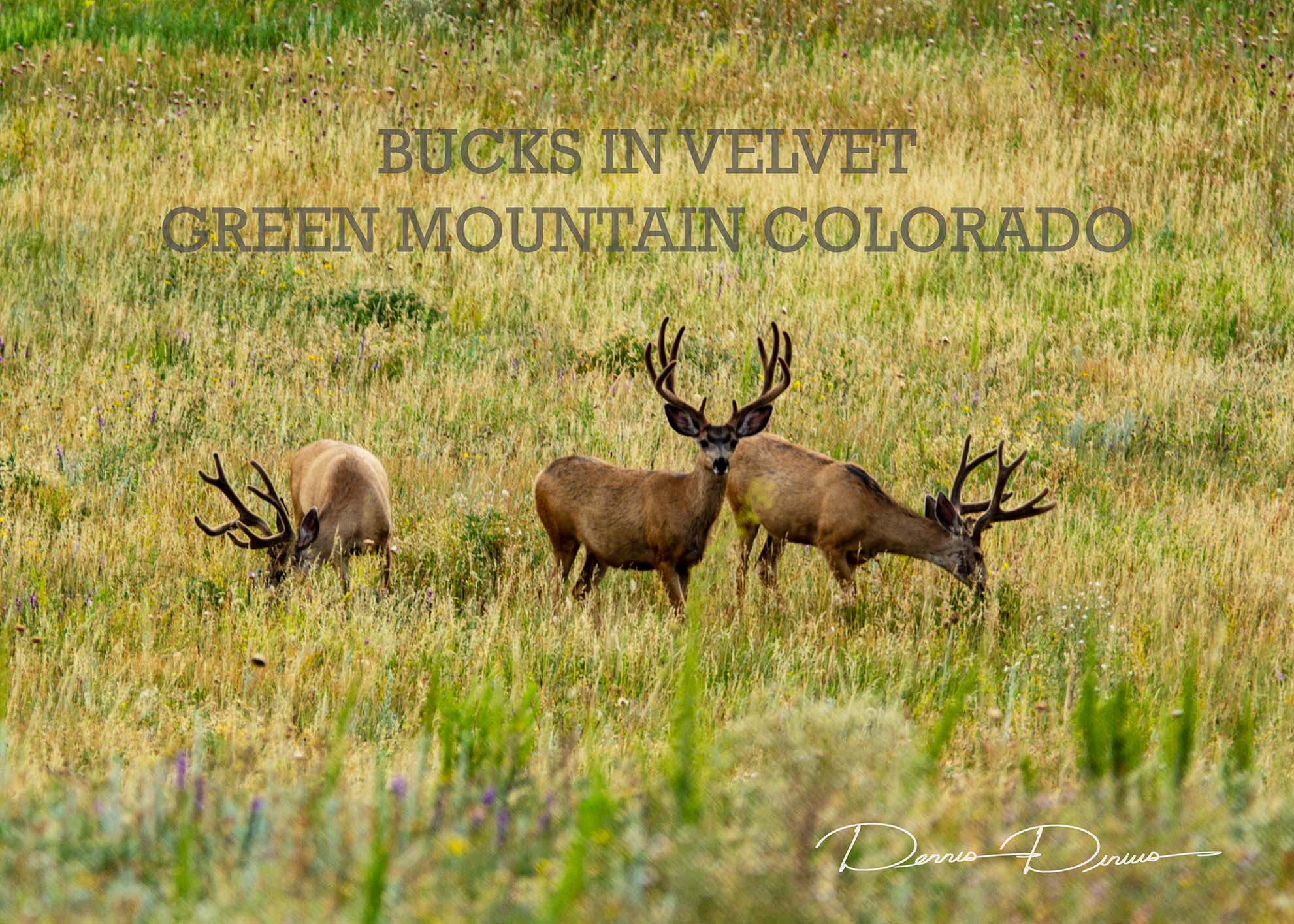 2015-0808-0472-BucksInVelvet-GrnMtn.jpg