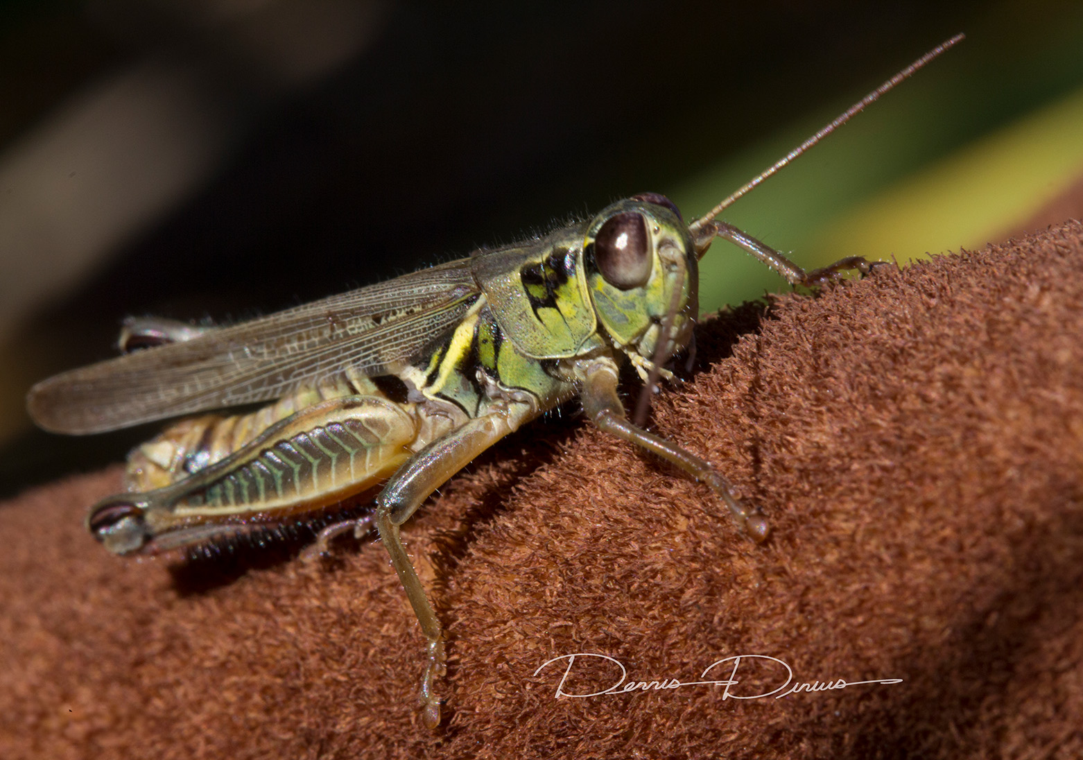 2013-0928-0405-Grasshopper-Macro.jpg